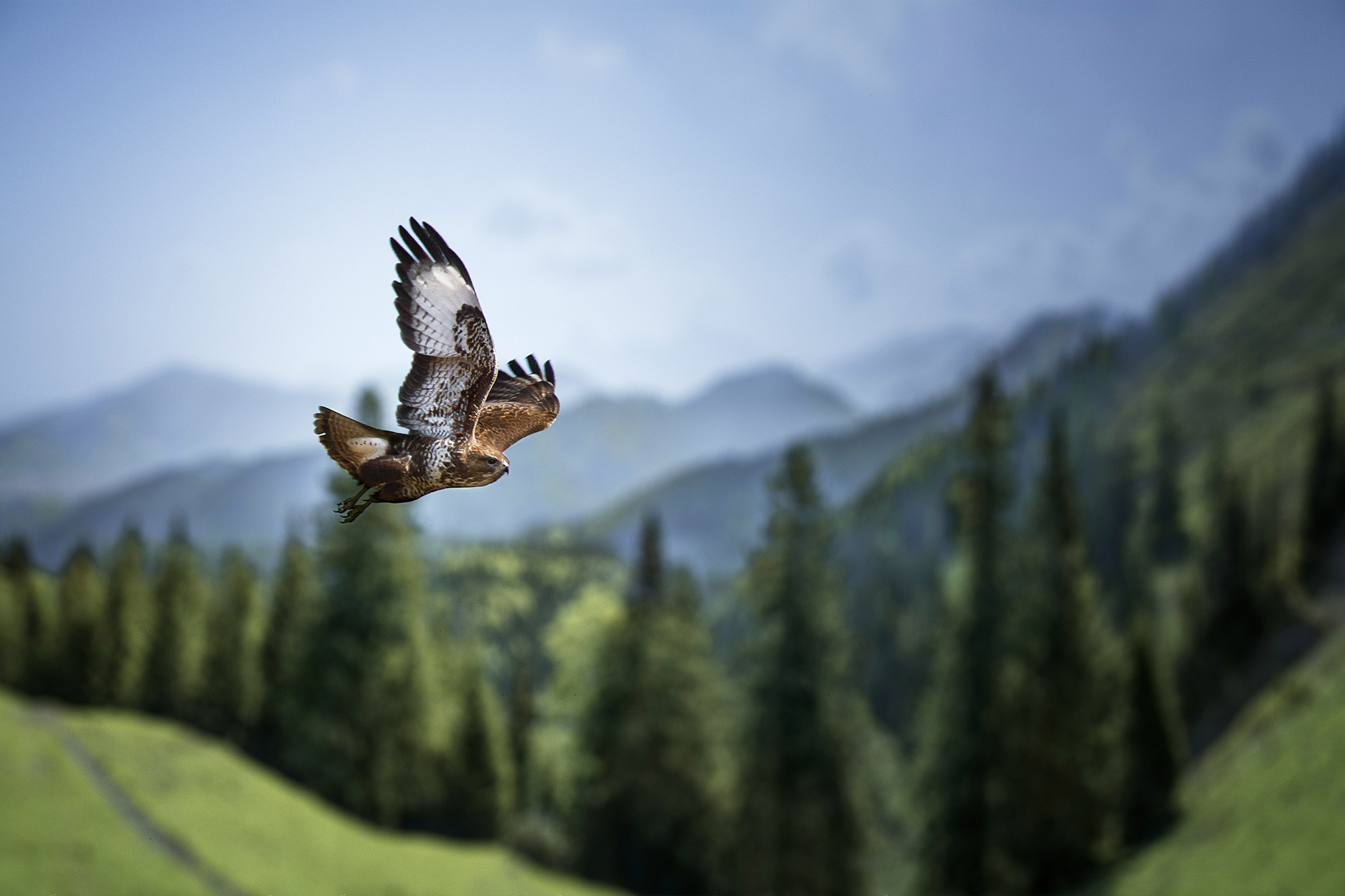 Bussard Unsplash